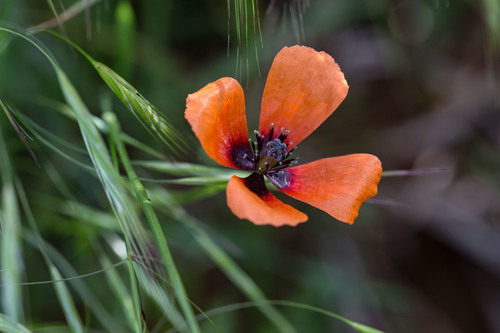 Papaver argemone iNat (2)
