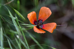 Papaver argemone