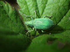 Entiminae
