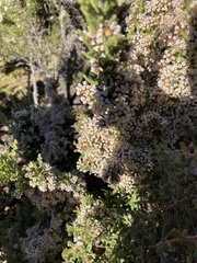 Ozothamnus hookeri
