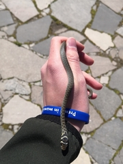 Hierophis viridiflavus