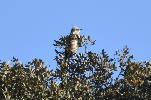 Críalo europeo (Clamator glandarius)