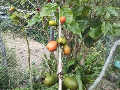 Coffea mauritiana