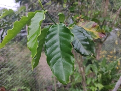 Coffea mauritiana