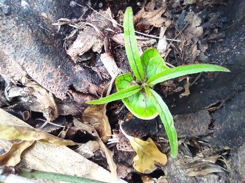 Terminalia bentzoe, photograph 3