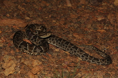 Bothrops neuwiedi