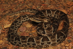 Bothrops neuwiedi