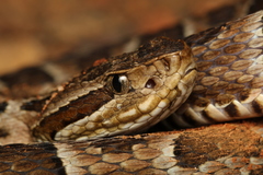 Bothrops neuwiedi
