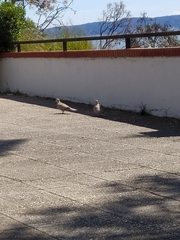 Streptopelia decaocto