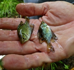 Centrarchus macropterus