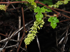 Vitis thunbergii