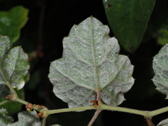 Vitis thunbergii