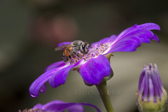 Apis florea