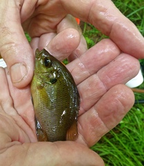 Lepomis punctatus