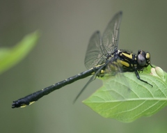 Hylogomphus adelphus