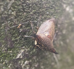 Alcimocoris