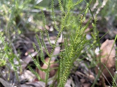 Selaginella uliginosa