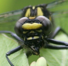 Hylogomphus adelphus