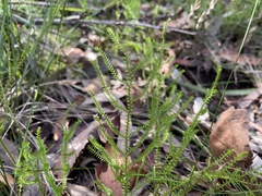 Selaginella uliginosa