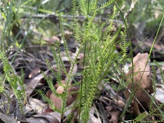 Selaginella uliginosa