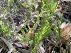 Selaginella uliginosa