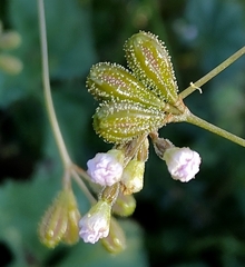 Boerhavia dominii