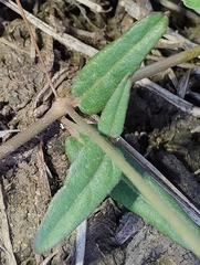 Boerhavia dominii