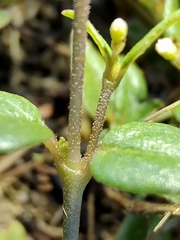 Boerhavia dominii
