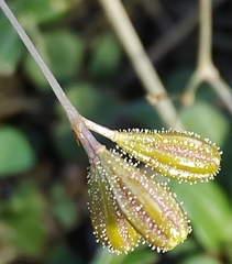 Boerhavia dominii