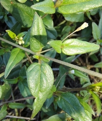 Boerhavia dominii