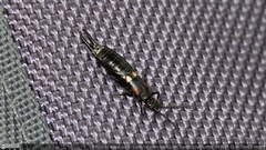 Pterygida ornaticapitata