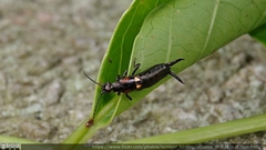 Pterygida ornaticapitata