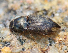 Hypnoidus abbreviatus