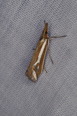 Hednota parahoplitella