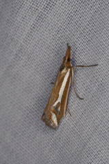 Hednota parahoplitella