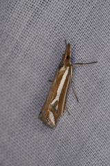 Hednota parahoplitella