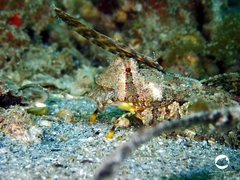 Dactylopus dactylopus