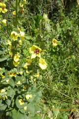 Verbascum galilaeum