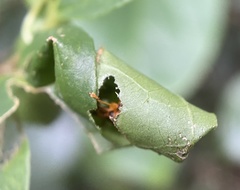 Agomadaranus pardaloides