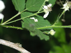 Rubus constrictus