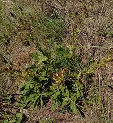 Potentilla astracanica