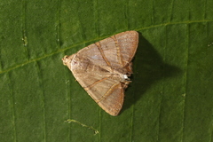 Eulepidotis juncida