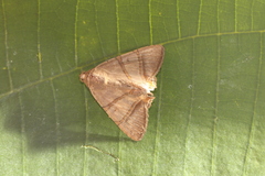 Eulepidotis juncida