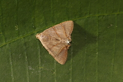 Eulepidotis juncida