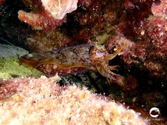 Sepia apama