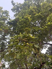 Sapindus mukorossi