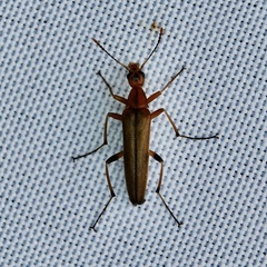 Cephaloon lepturides