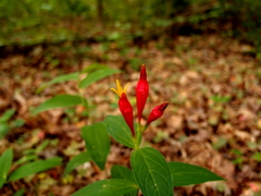 Spigelia marilandica