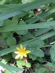 Ficaria verna