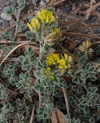 Medicago marina